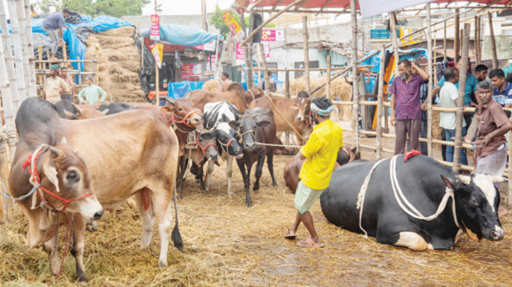 গরুর দড়ি ধরলেই লাখ টাকা