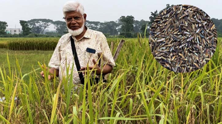 Colored Rice to reduce Diabetes and Hypertension risks: BAU research