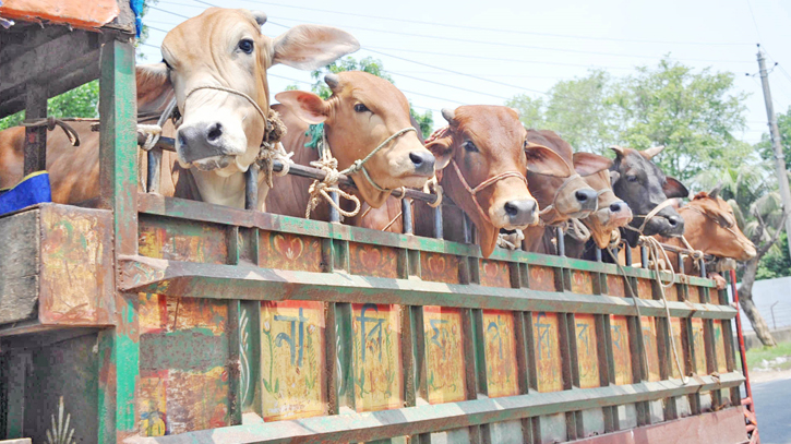 Heat complicates cow fattening scheme