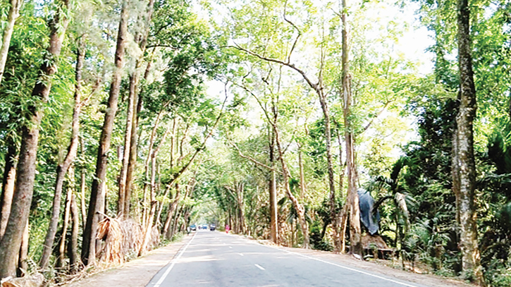 Massive tree felling in Laksmipur causes environmental concerns 