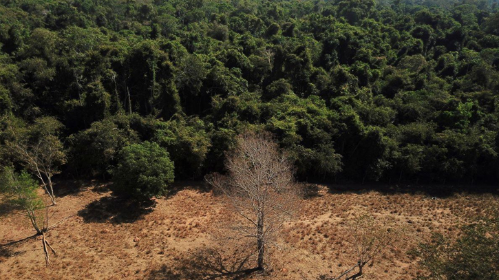 Deforestation in Brazil’s Cerrado higher than in Amazon