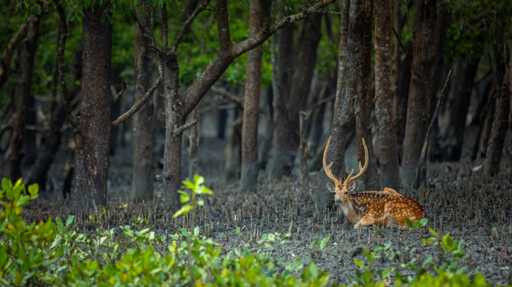 Entry to Sundarbans restricted for 3 months