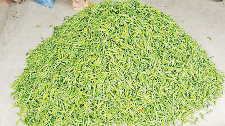 Green chili prices jump Tk 50 overnight