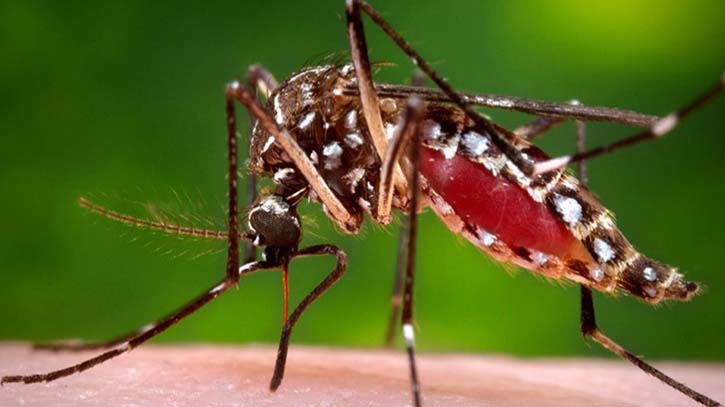 Dengue: 10 more cases reported in 24hrs