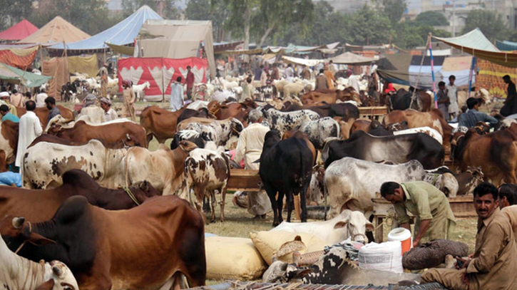 Over 22.73 lakh livestock surplus after fulfill Eid demand