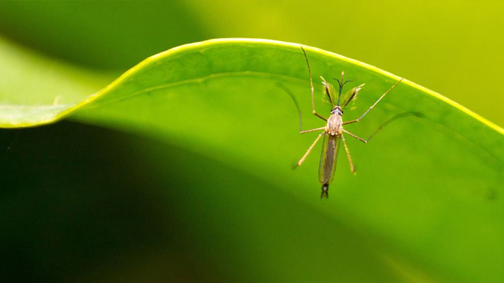 Dengue, mosquito-borne diseases rising in Europe