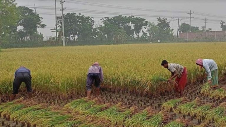 Khulna agri zone farmers get 75,400 Ropa Aman seeds