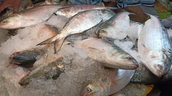 Hilsa scarcity hits Khulna markets despite peak season