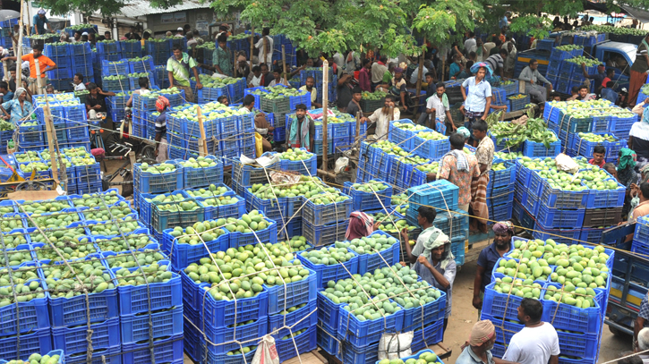 Mango arrives in Rajshahi