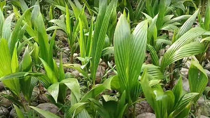 Govt distributes 3,40,000 coconut saplings in Khulna