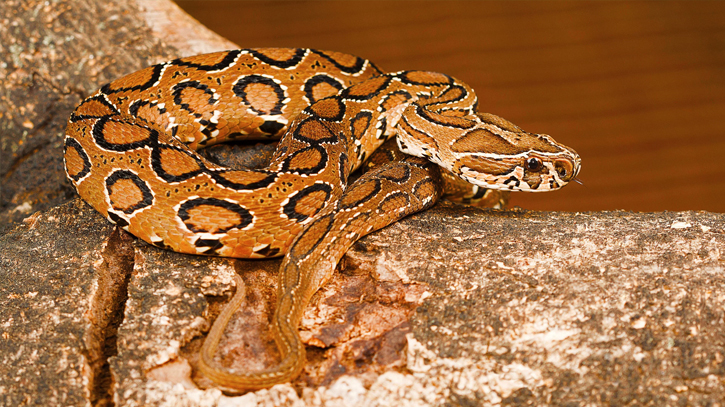 Experts for stopping spread of misinformation over Russell’s viper