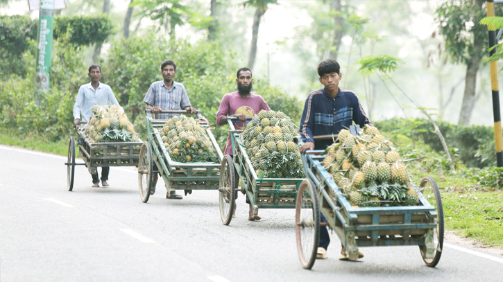 Bumper Pineapple Production