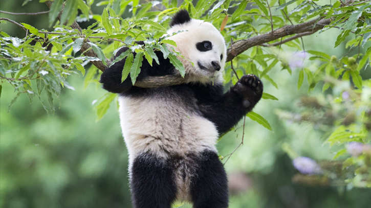 Two Chinese giant pandas to arrive in Washington