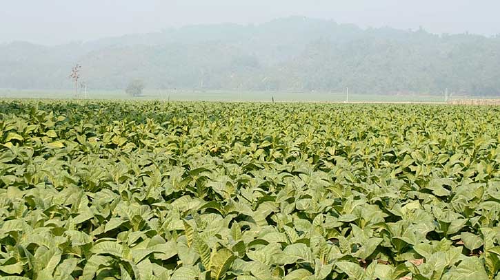 Widespread Cultivation of Harmful Tobacco in Chakaria