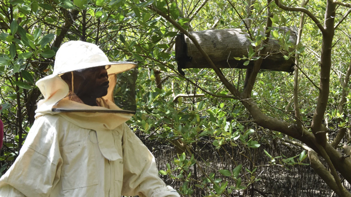 Kenyans combat the threat of logging with hidden beehives