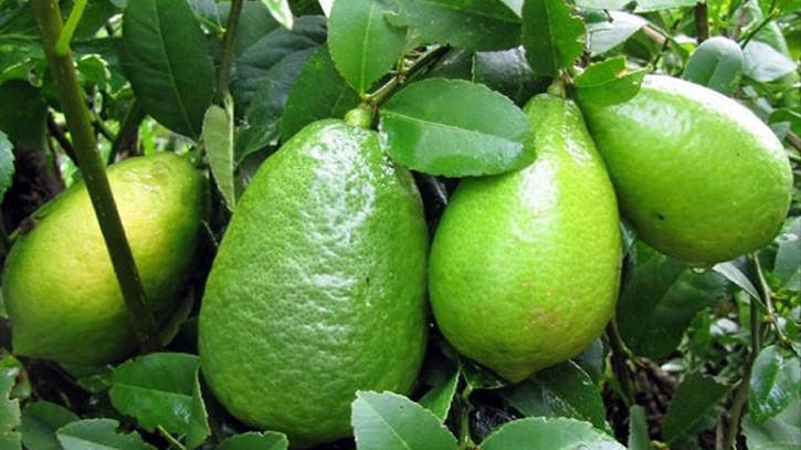 Lemon cultivation brings smile in the face of Narsingdi women