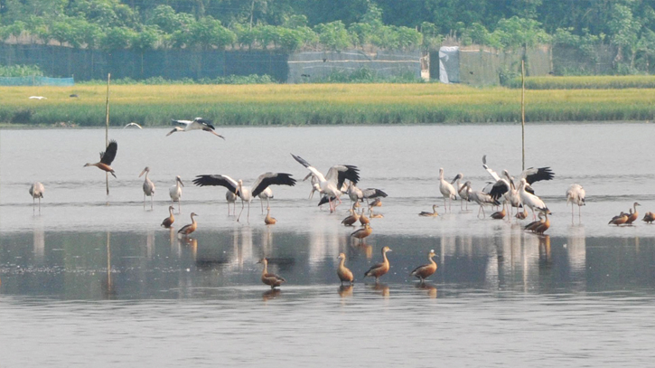 Birds in harang beel