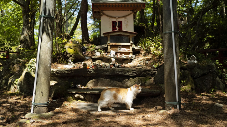 Shrine honors cats at a Japanese island