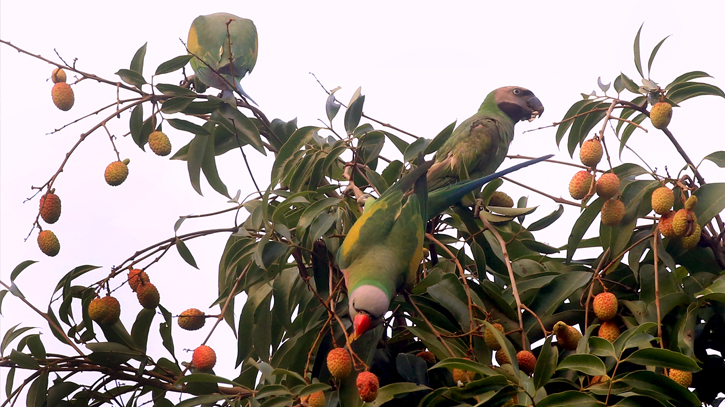 Parrots enjoy fruit