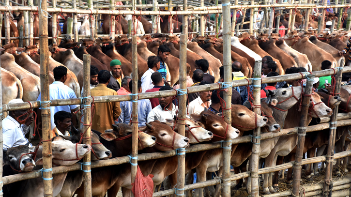 Sacrificial animal sale begins in city’s 20 cattle markets