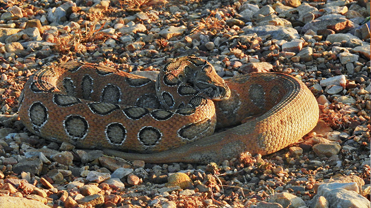 What to do when you encounter a Russell’s Viper!