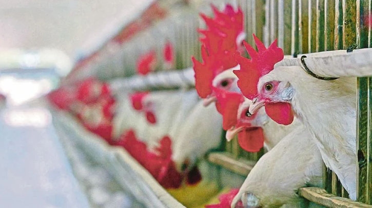 Bird flu shows world not ready for future pandemics