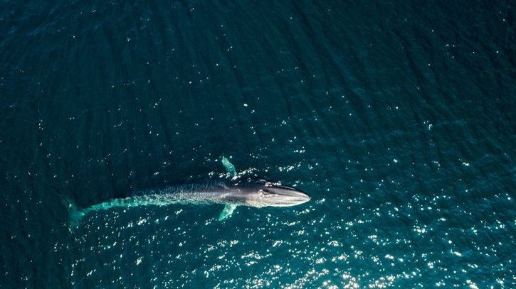 Iceland’s only whaler says unlikely to hunt this year