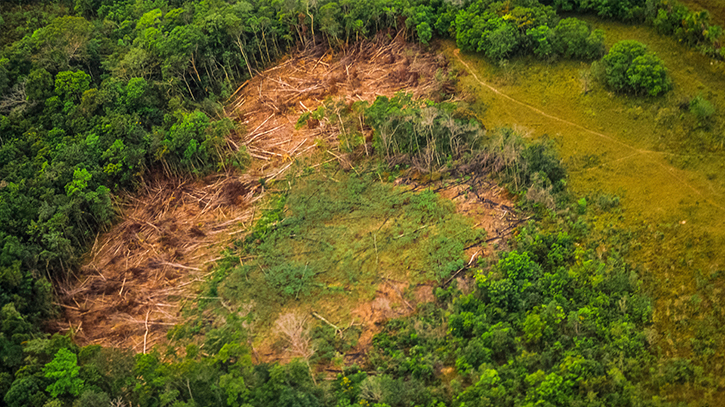 US urges EU to delay anti-deforestation law