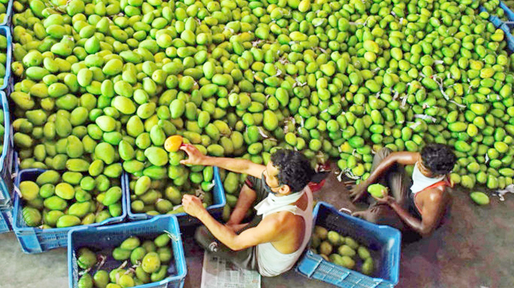 Mango business gains momentum after Eid holidays in Rajshahi