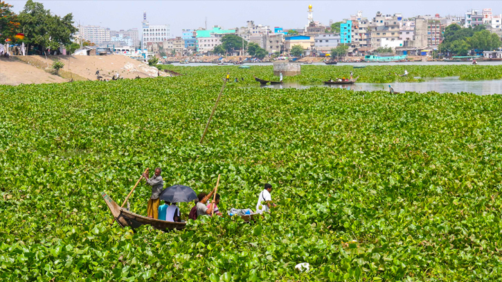 Water hyacinths