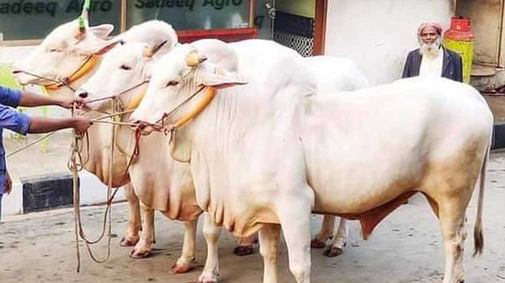 Raid in Savar’s cattle breeding and dairy farm