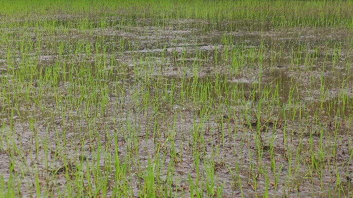 Farmers suffer as seedbeds rot amid heavy rain