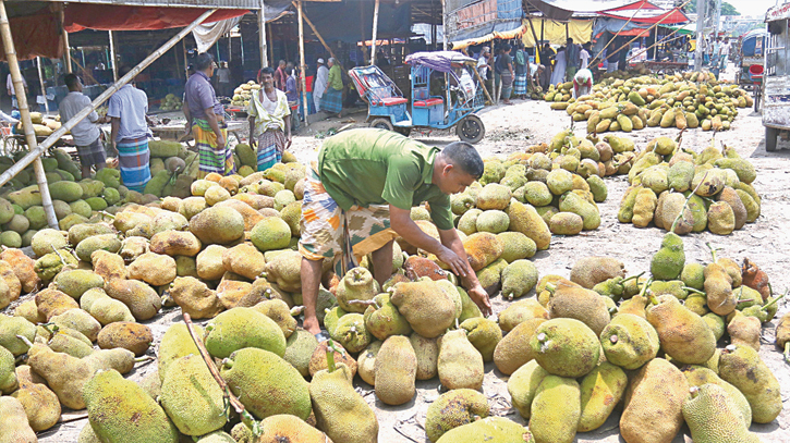 Jackfruits arrived at the capital