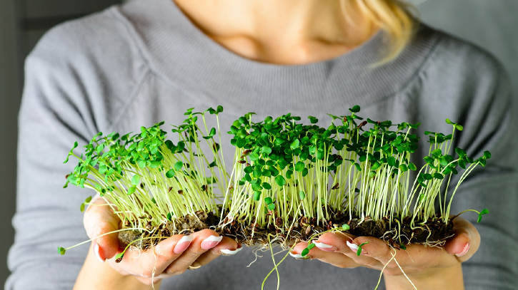 Microgreens: Nutrition, Health Benefits, and How to Grow