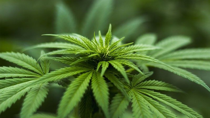 Germany gives controversial green light to cannabis