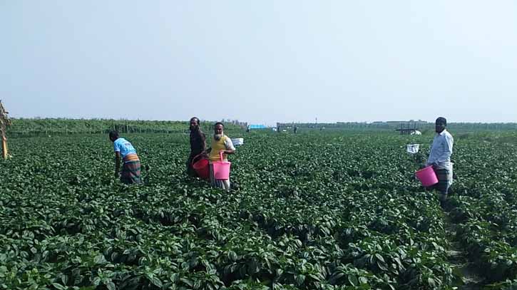 Bhola Char lands are full of green vegetables which make self sufficient thousands of farmers