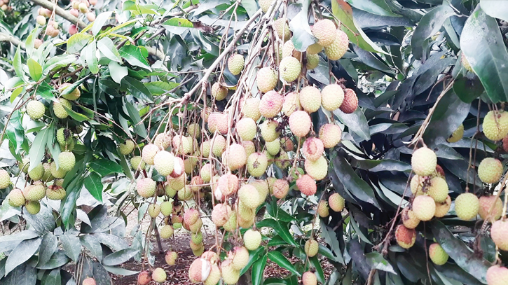 Litchi farmers fear crop failure due to heatwave