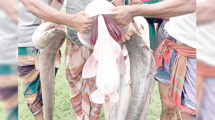 Boal Bonanza: Jamuna river abuzz with massive fish catches