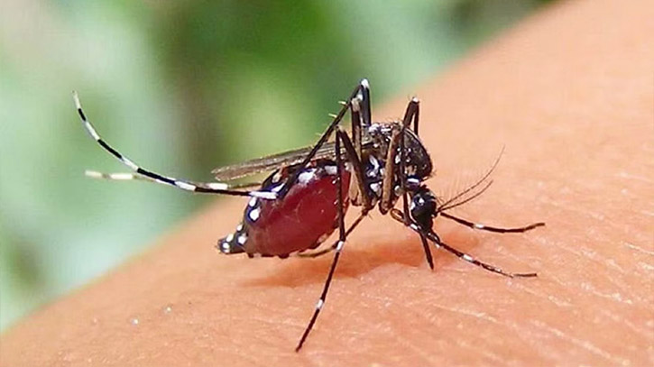 3 more die of dengue, 354 hospitalised in 24hrs