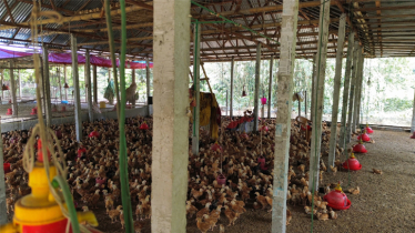Ishwardi’s Sinha Poultry Farm under AC Land’s strict warning