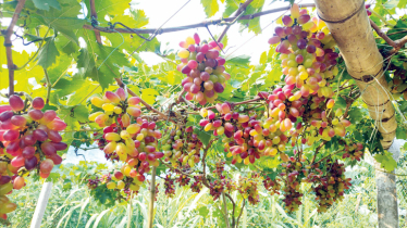 Exotic grape farming becomes boon for farmers 