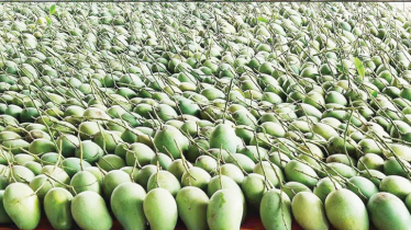 Mangoes in Thakurgaon to sweeten European palates