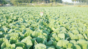 Bumper early winter veg yield brings joy to farmers