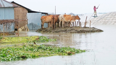 Crops worth over Tk 63cr damaged in Sirajganj flood