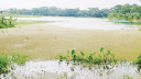 Thousands of acres of rice fields inundated