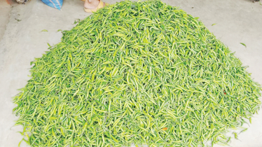 Green chili prices jump Tk 50 overnight