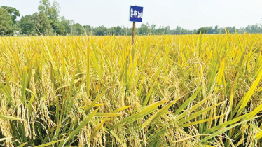 BRRI unveils low-carb, high-yield rice for diabetics 