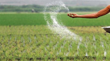 Fertilizer Crisis in Meherpur : Dealer Manipulation Puts Farmers in Trouble