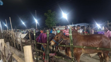 Khulna cattle markets humming with customers