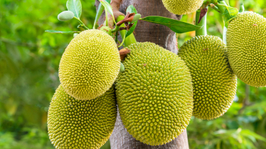 Bumper production of jackfruits in Gazipur